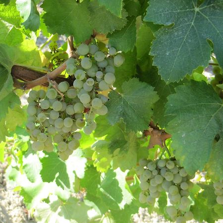 Podere Riosto Cantina&Agriturismo Pianoro Luaran gambar