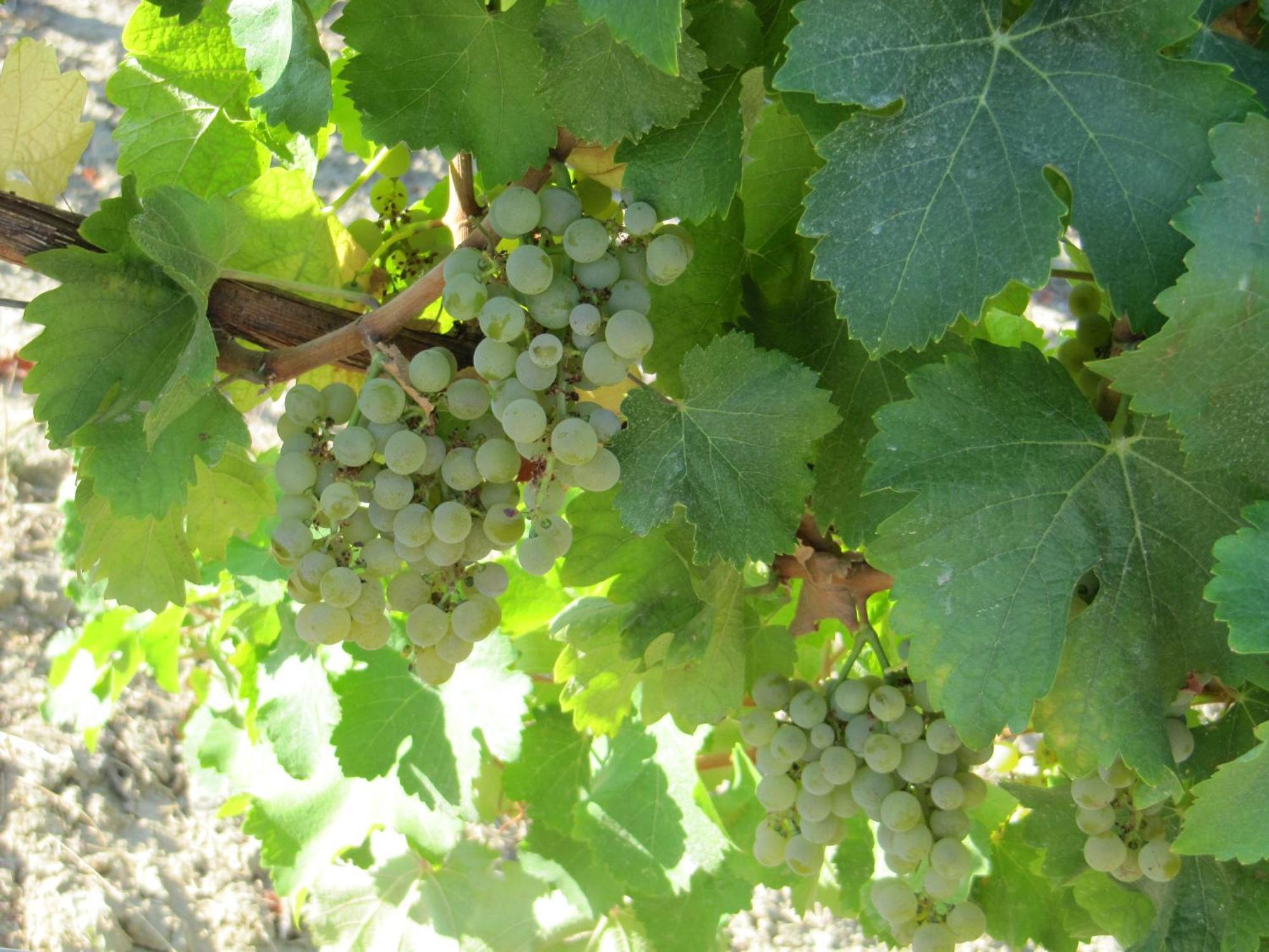 Podere Riosto Cantina&Agriturismo Pianoro Luaran gambar