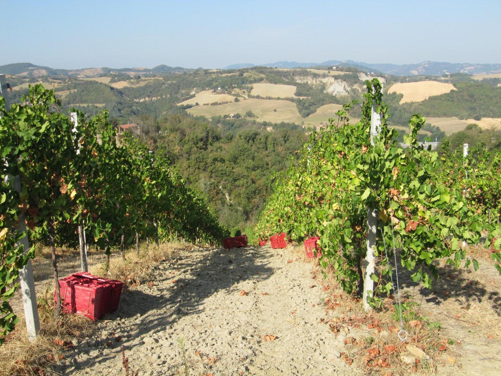 Podere Riosto Cantina&Agriturismo Pianoro Luaran gambar