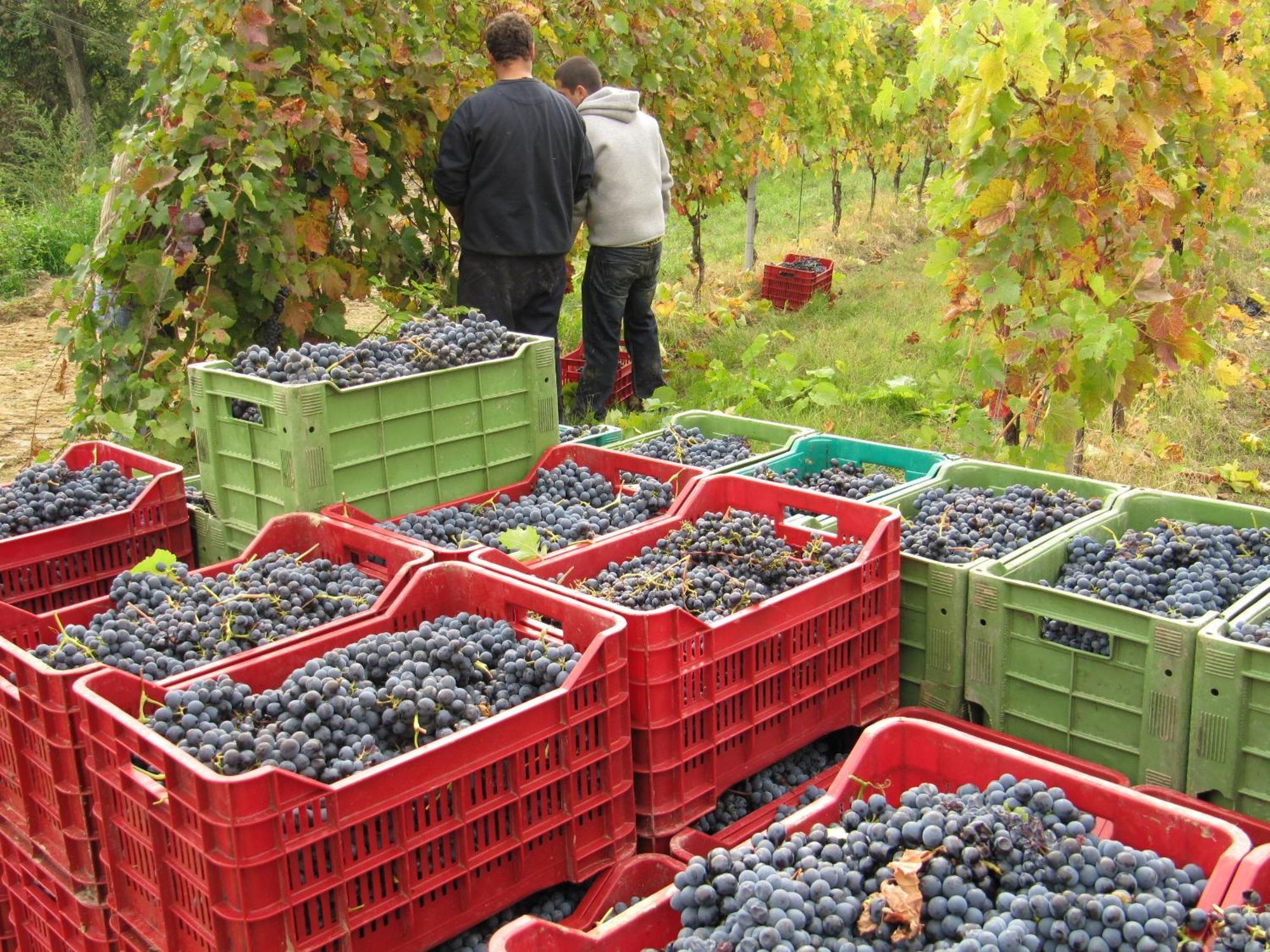 Podere Riosto Cantina&Agriturismo Pianoro Luaran gambar